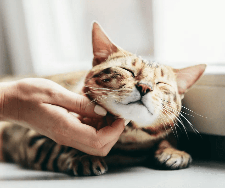 Happy dog with ZeenMart food
